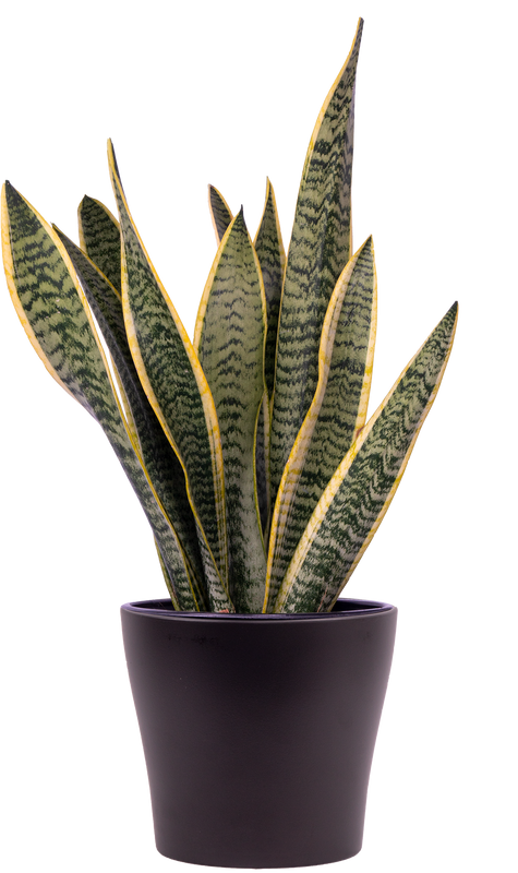 Sansevieria Laurentii | Snake Plant (L)