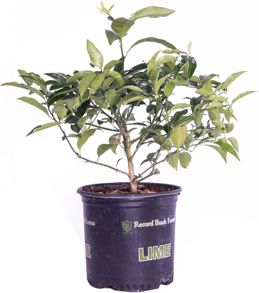 Citrus | Lime plant (L)