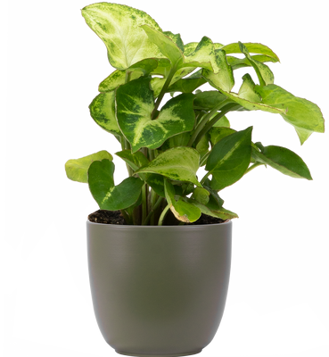 Syngonium Podophyllum | Nephthytis Butterfly (XS)