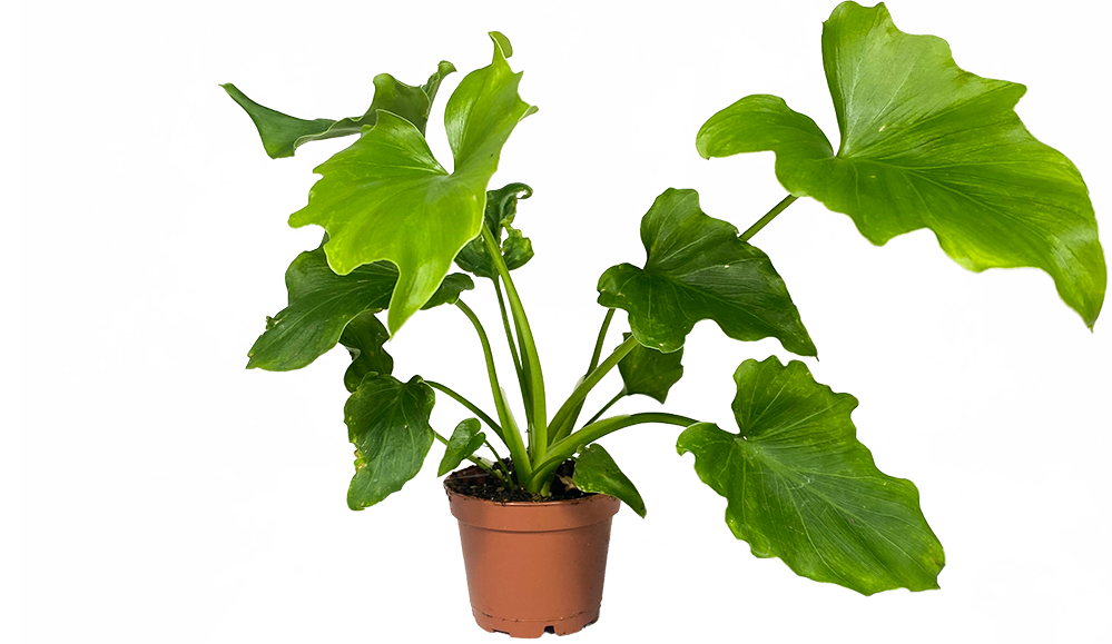 Philodendron Selloum (XS) | Hope