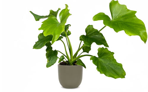 Philodendron Selloum (XS) | Hope
