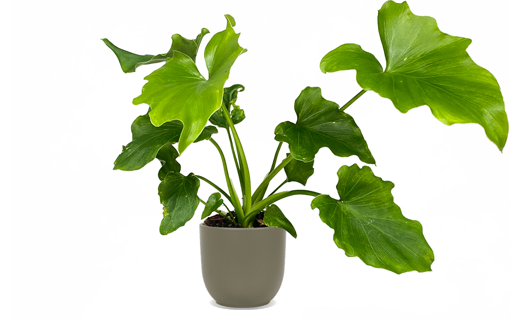 Philodendron Selloum (XS) | Hope