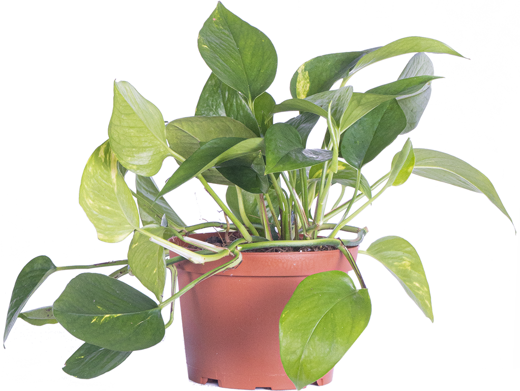 Epipremnum Aureum | Pothos Gold (M)