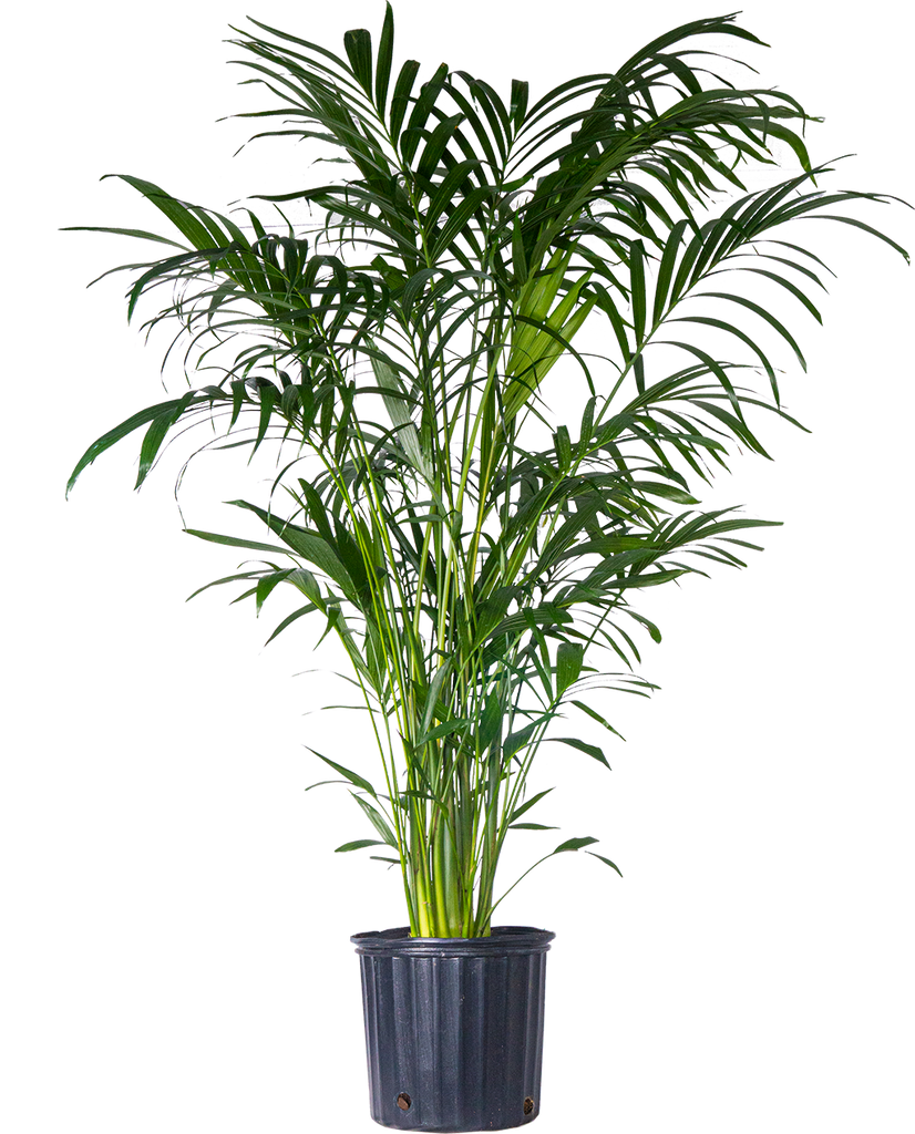 Cat Palm | Chamaedorea Cataractarum (XL)